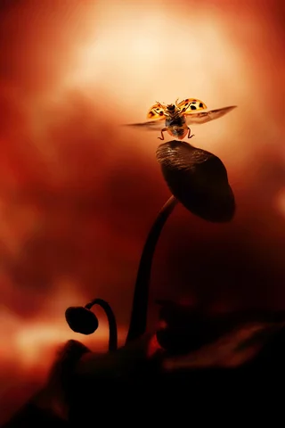 Take-Flight-3D-iPhone-Wallpaper