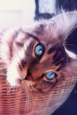 Blue-Eyes