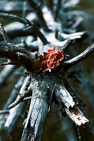 Broken-Tree