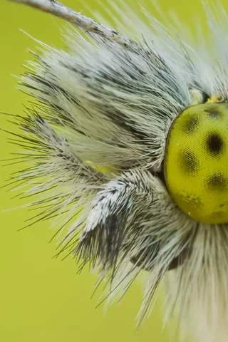 Bug-Eye