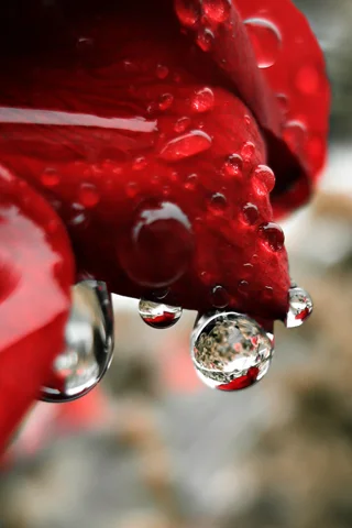 Flower-Dew-3D