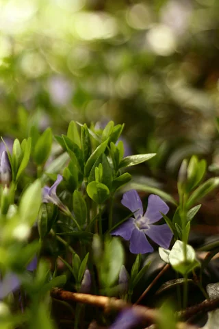Purple-Flowers