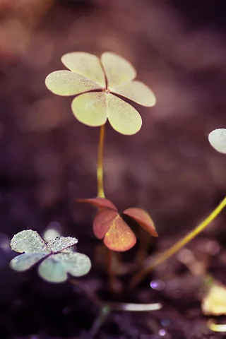 Three-Leaf-Clover